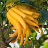 Citrus Buddha's Hand