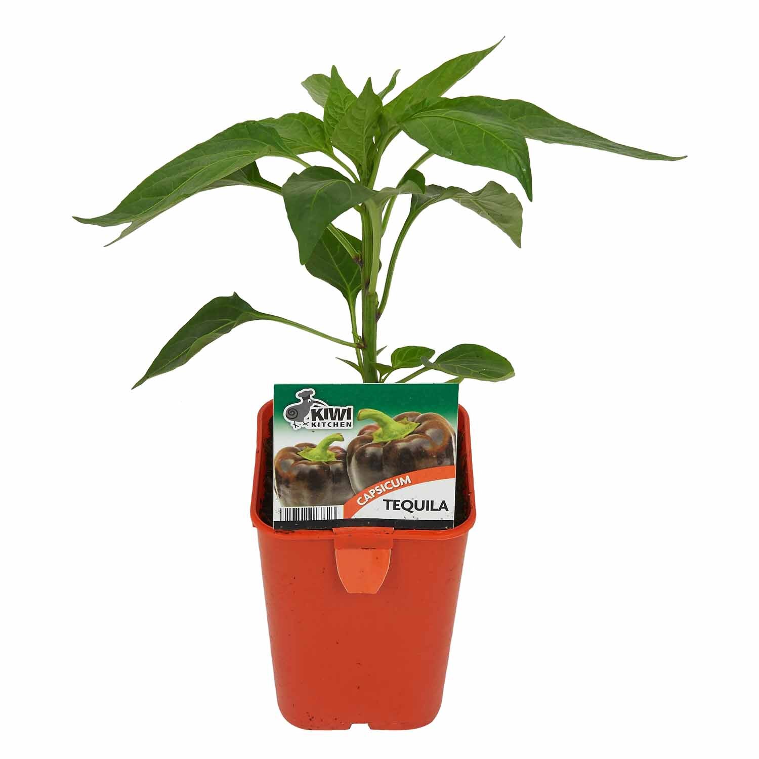 Capsicum Tequila Purple
