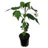 Abutilon Bowl of Snow 2.5 litre