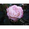 Rose Feeling Better