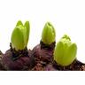 Hyacinth 'Mixed"