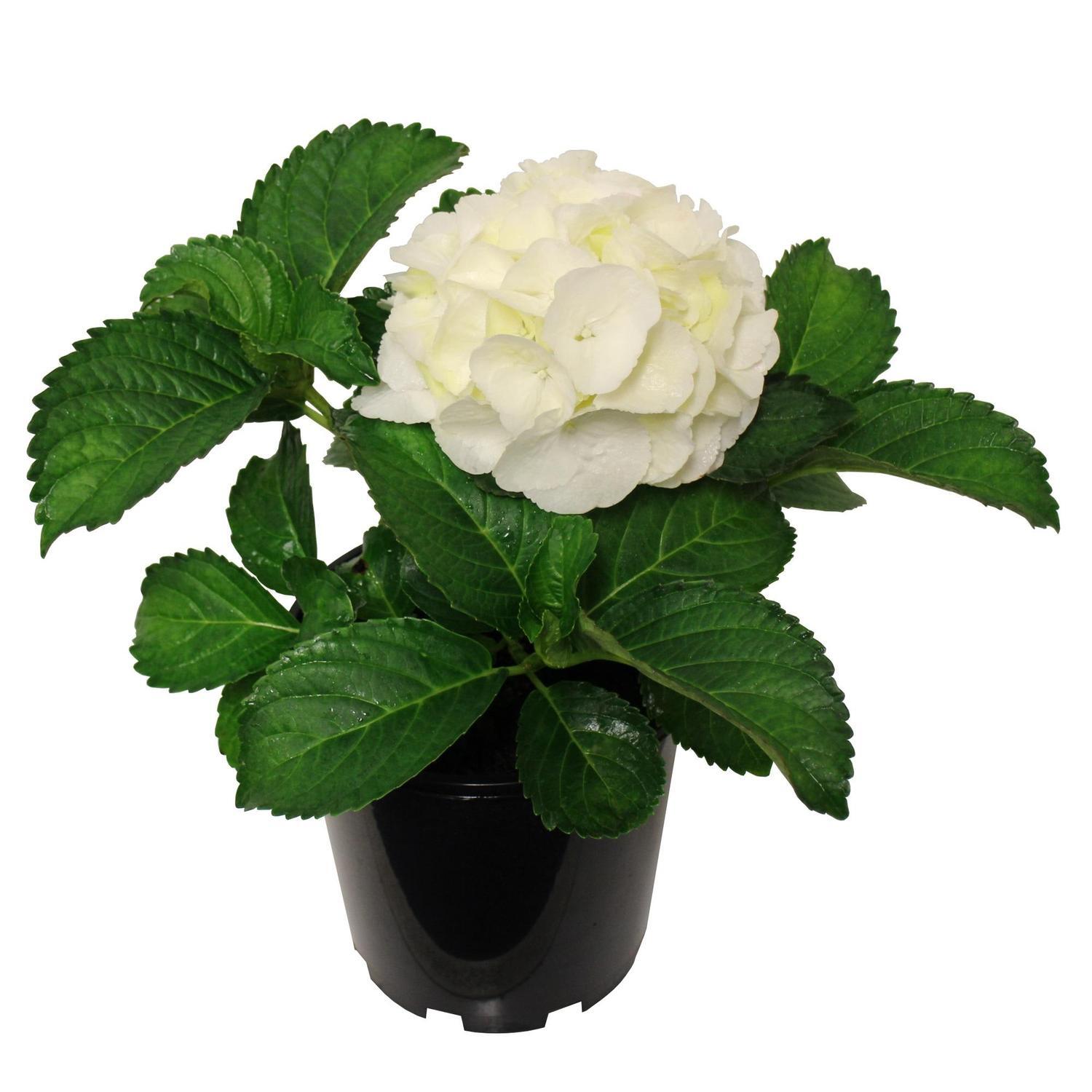 Hydrangea Schneeball