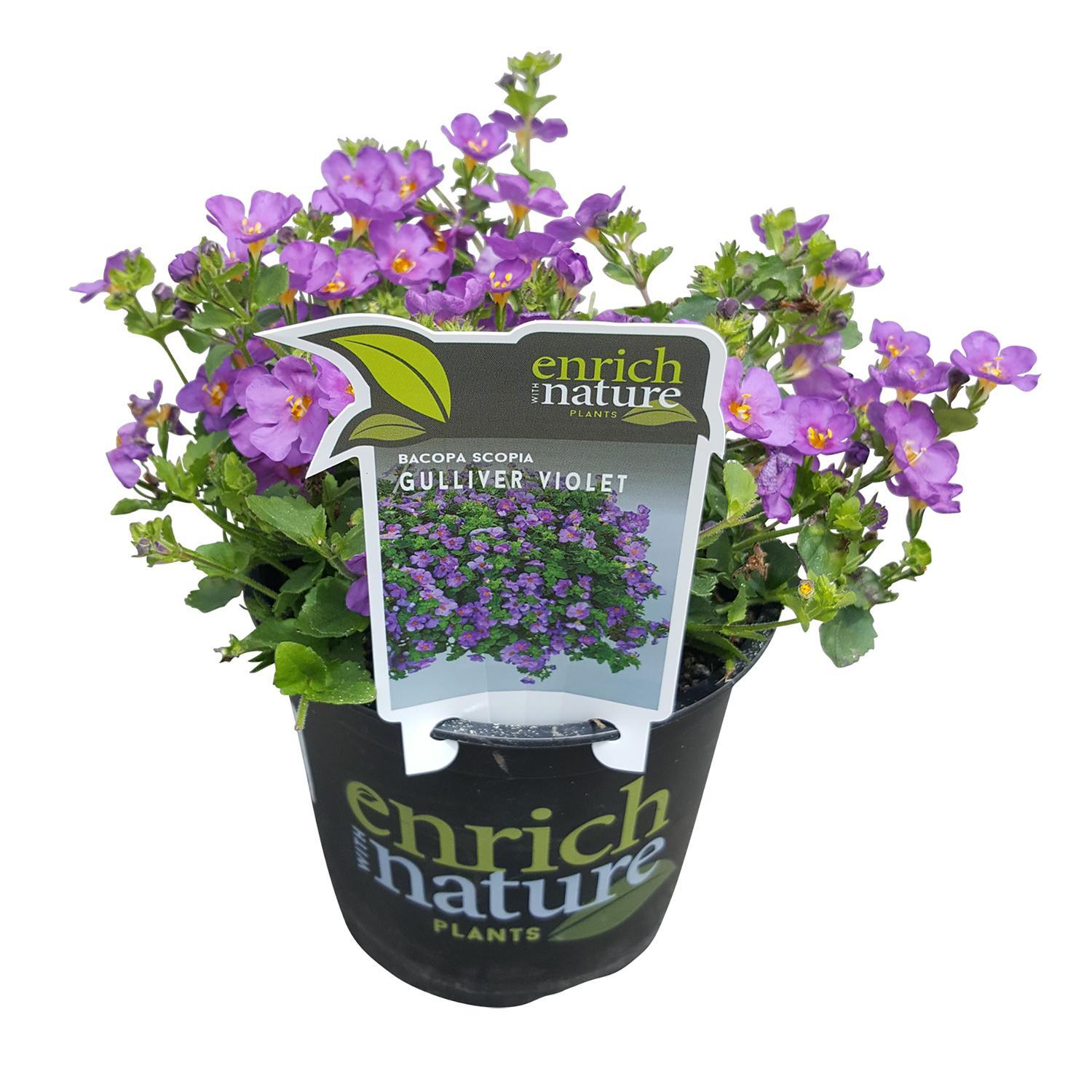 Bacopa Gulliver Violet