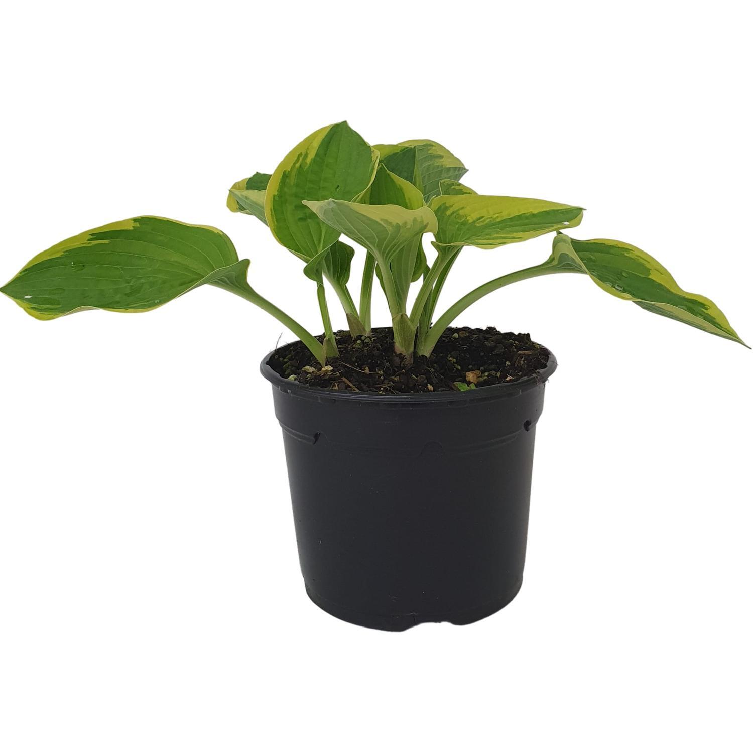 Hosta 'Mildred Seaver'