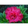 Azalea 2.5 litre Pink