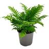 Blechnum Silver Lady 15cm