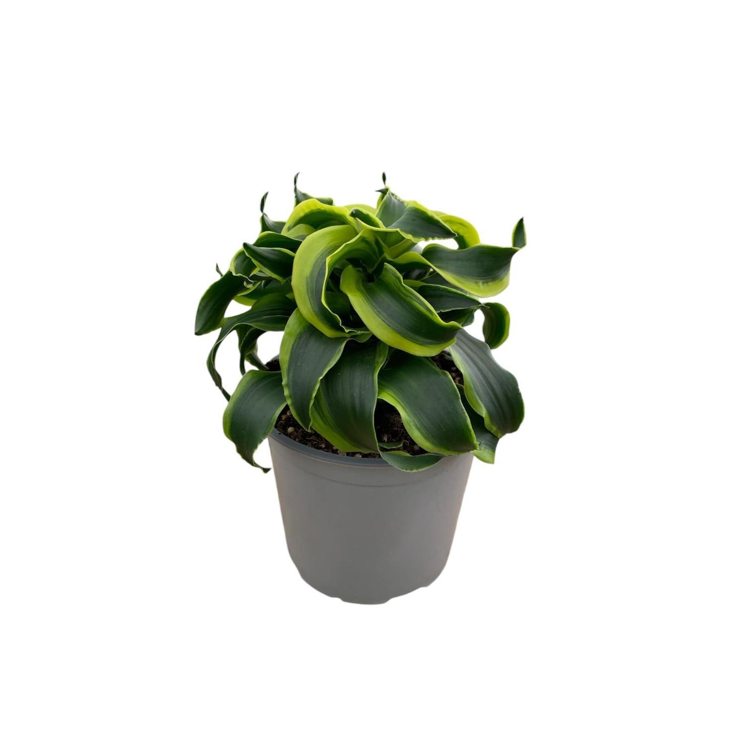 Dracaena Der Tornado Tip 15cm | Mitre10
