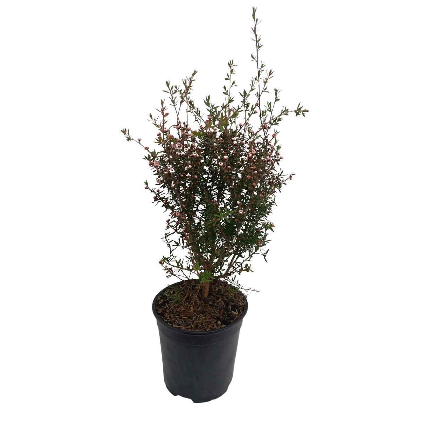 Leptospermum Blossom