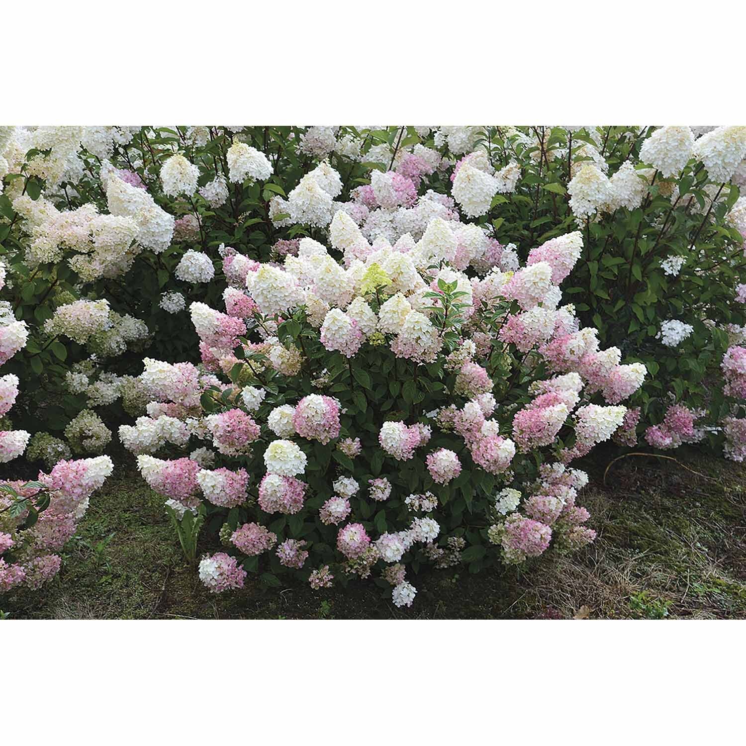 Hydrangea