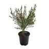Boronia Denticulata