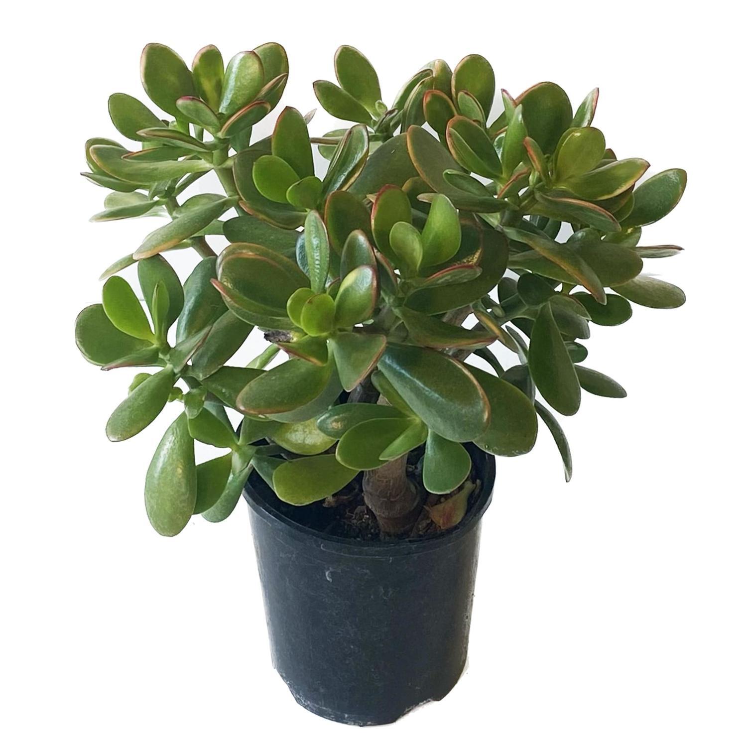 Crassula Argentea 14cm