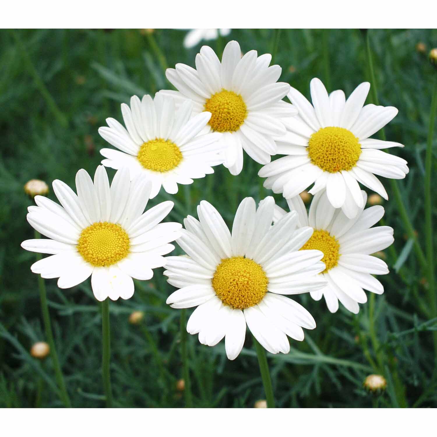 Federation Daisy Sultans Pride
