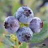 Blueberry Blue Star™