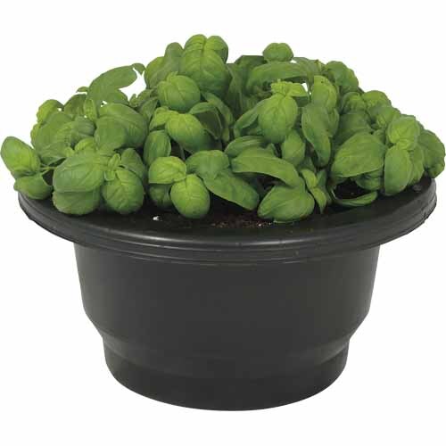 Basil Patio Planter