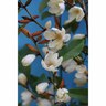 Magnolia Fairy Cream