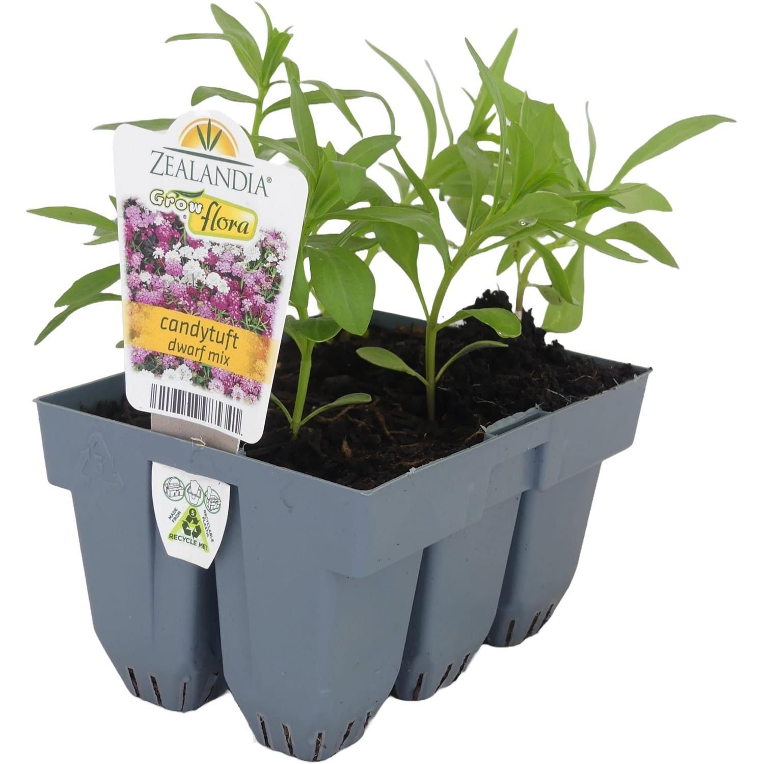 Candytuft Dwarf