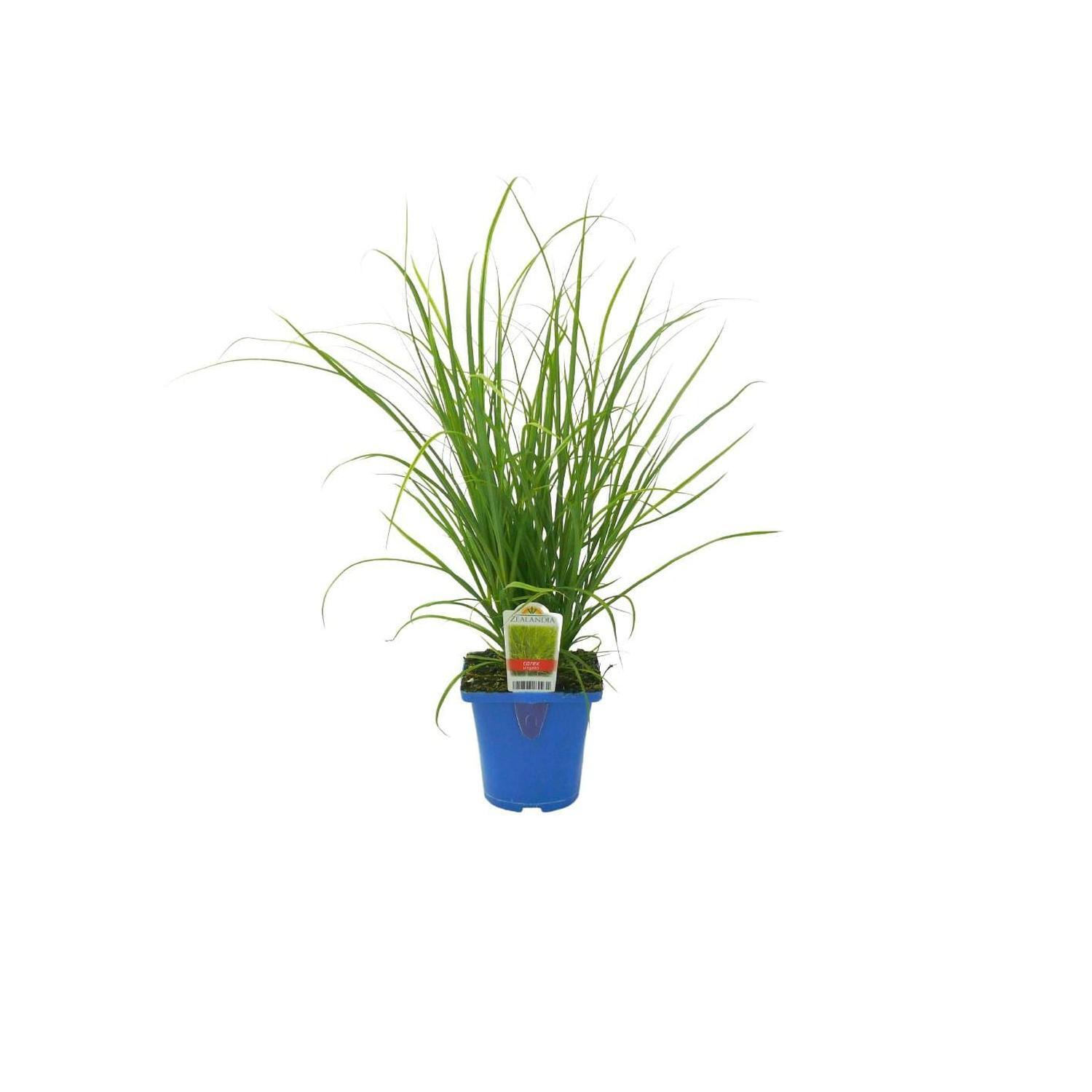 Carex Virgata