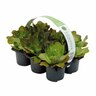 Lettuce Salanova 6 pack