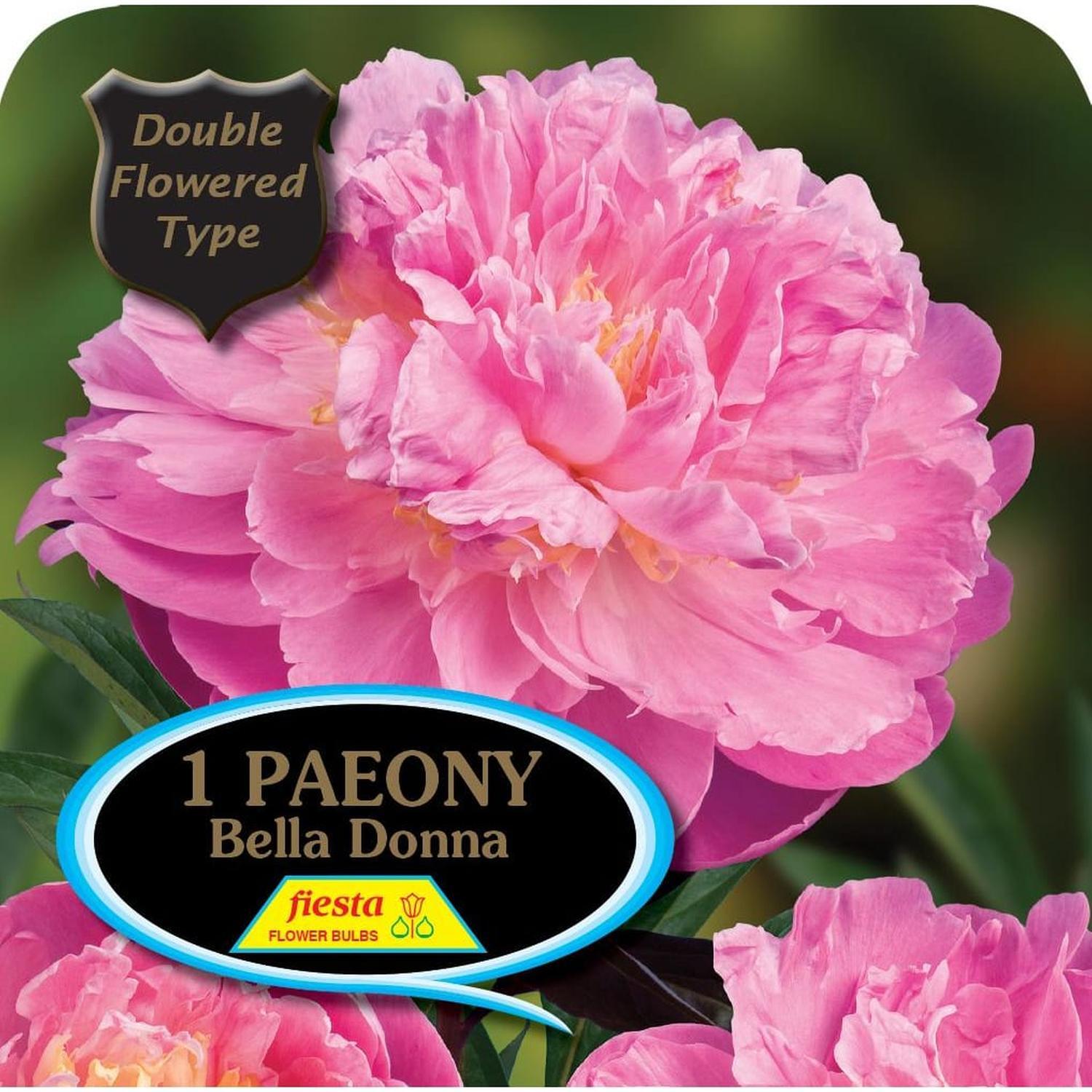 Paeony Double Bella Donna