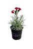 Dianthus Passion