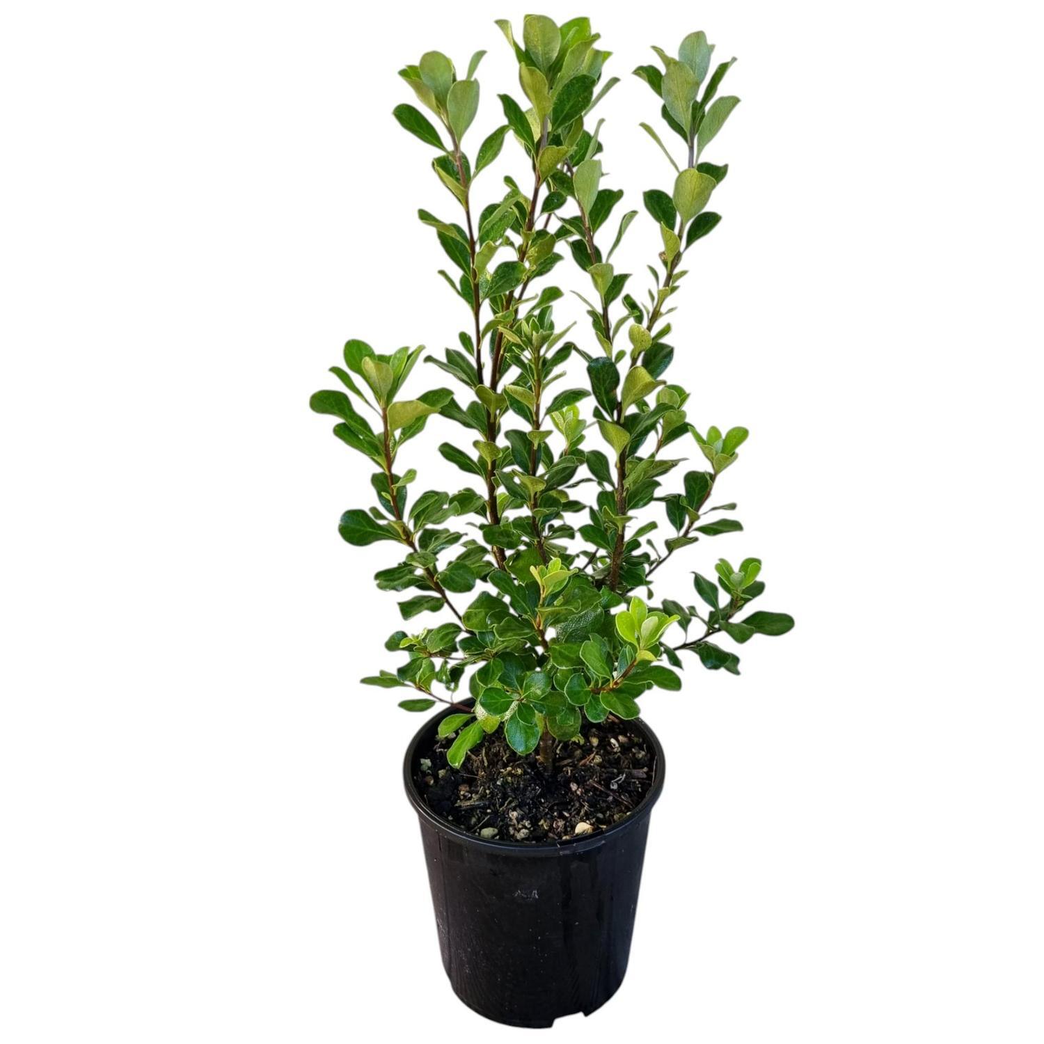 Pittosporum Crassifolium 2L