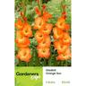 Gladioli Orange Sun Pack of 5