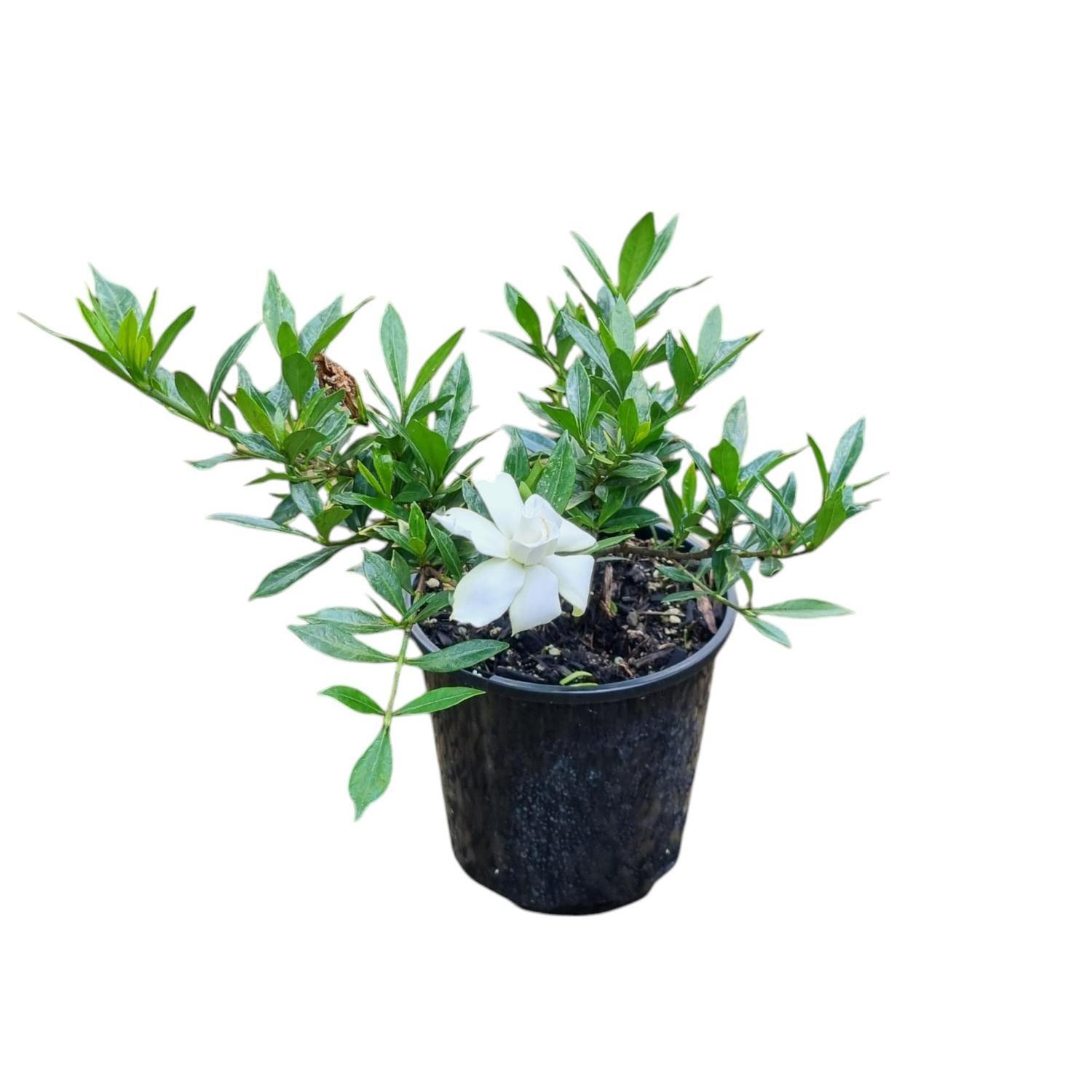 Gardenia Radicans 2L