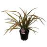 Phormium Jester 3.3L