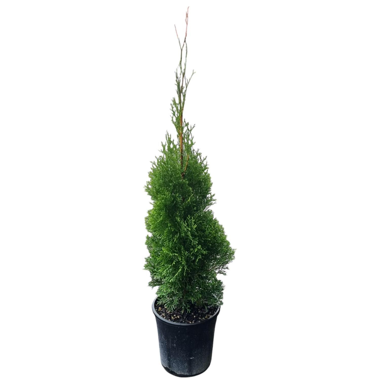 Thuja O. Smargard 4L