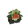 Strawberry Sweet As Pack of 4
