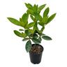 Vireya Java Rose  3.3L