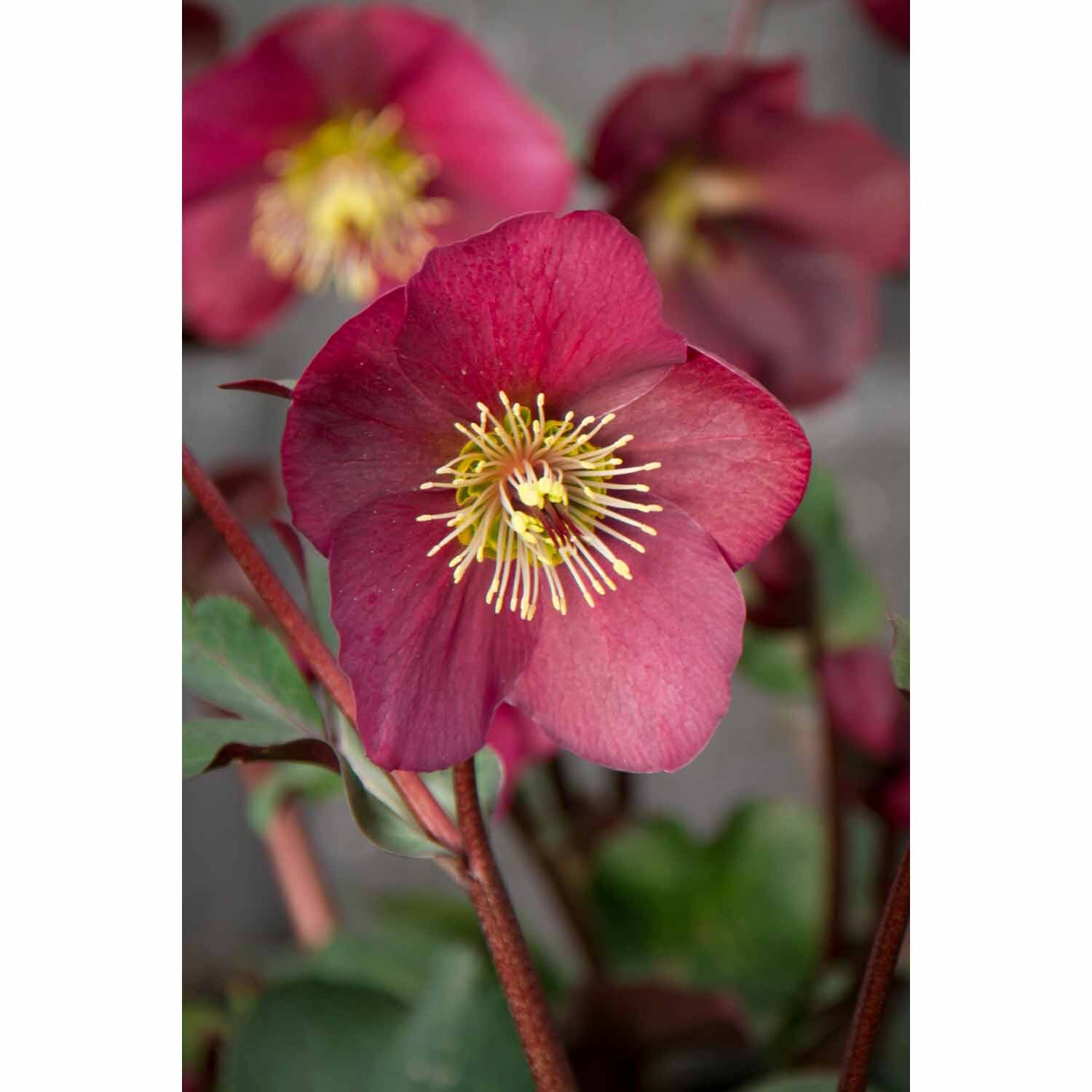 Helleborus 'Annas Red'
