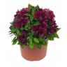 Alstroemeria