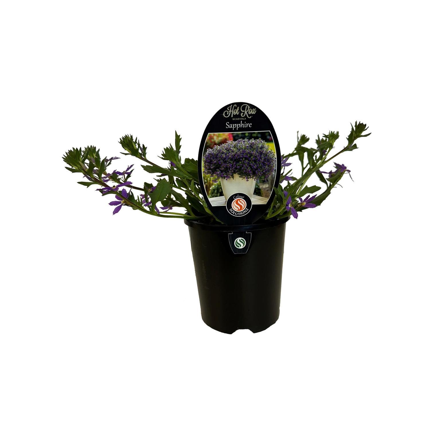 Scaevola Hot Rox Sapphire 1.5 Litre