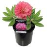 Rhododendron 'Noyo Brave'