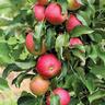Apple Waltz