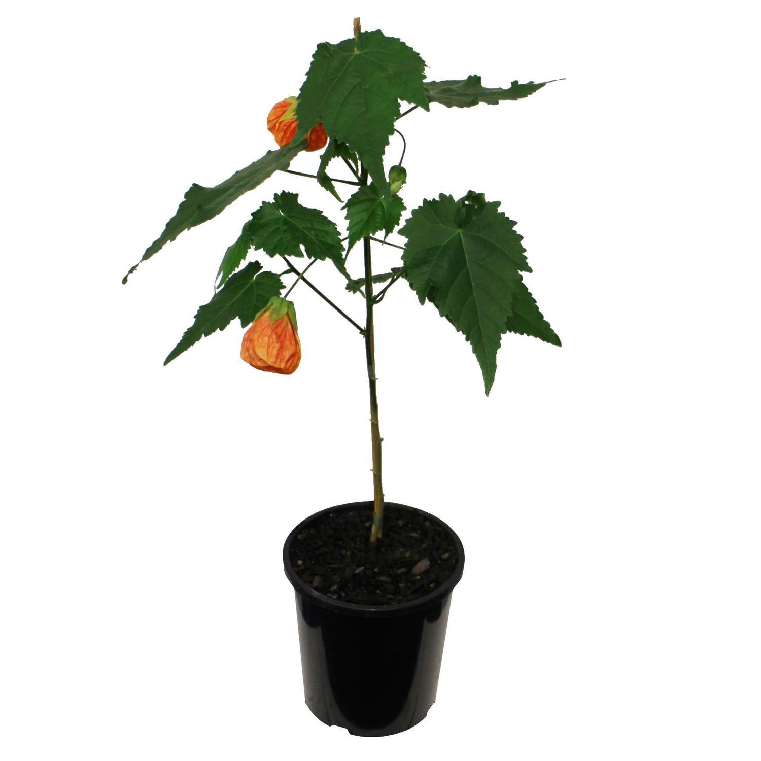 Abutilon Defiance 2.5 litre