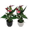 Anthurium Anouk in Geometric Ceramic Pot