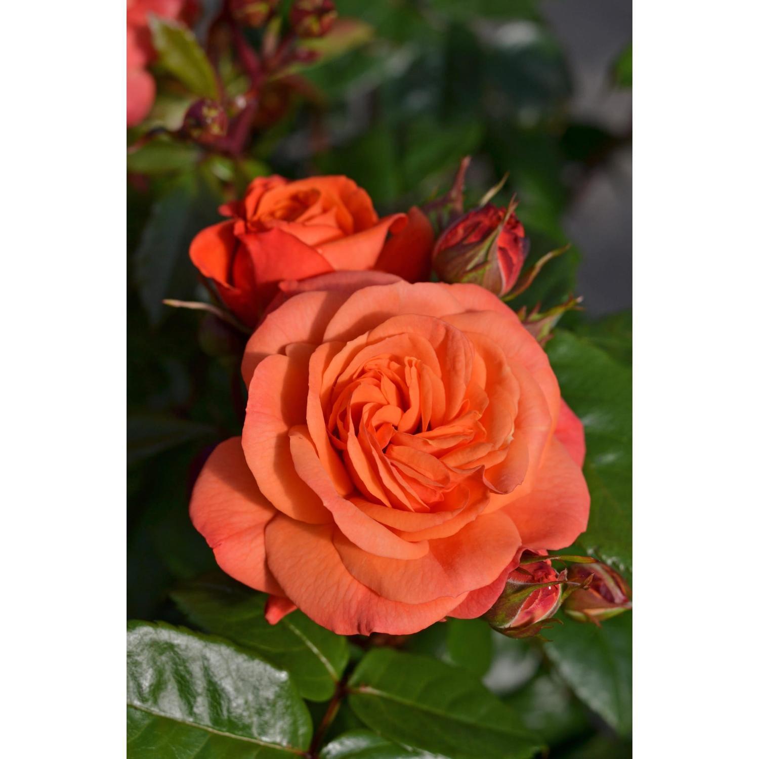 Rose Showpiece Tangerine 17cm