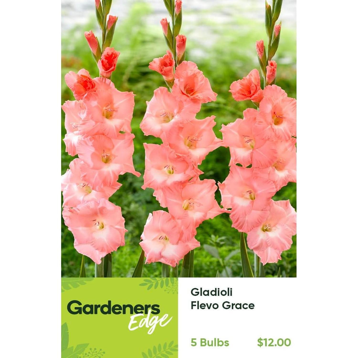 Gladioli Flevo Grace Pack of 5