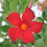 Mandevilla Forever Red 17cm Red