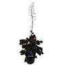 Heuchera Black Taffeta