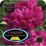 Paeony Double Inspector Lavergne Pack of 1