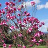 Magnolia Felix