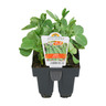 Snow Pea Pack of 6