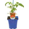 Tomatoberry
