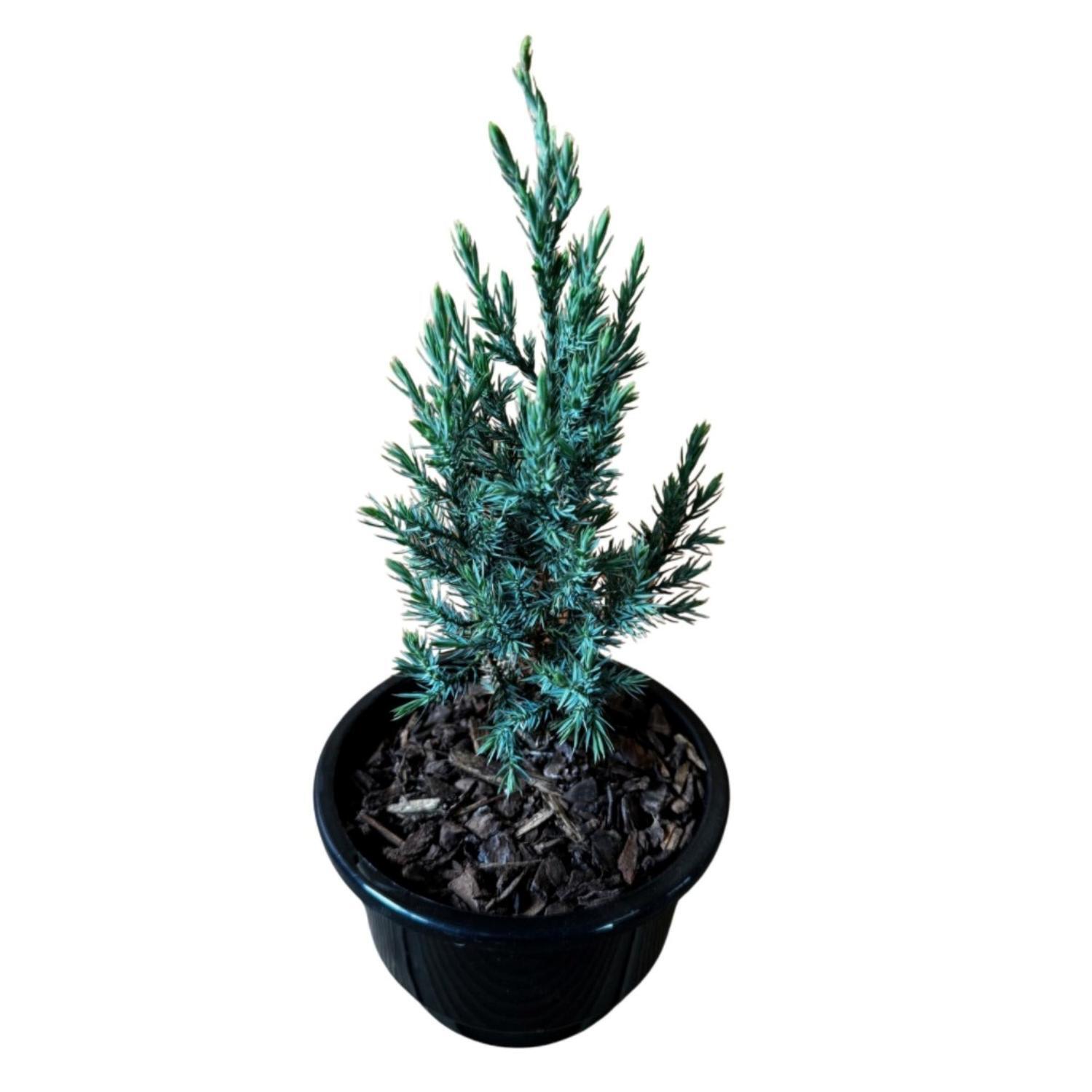 Thuja Blue Cone  13cm