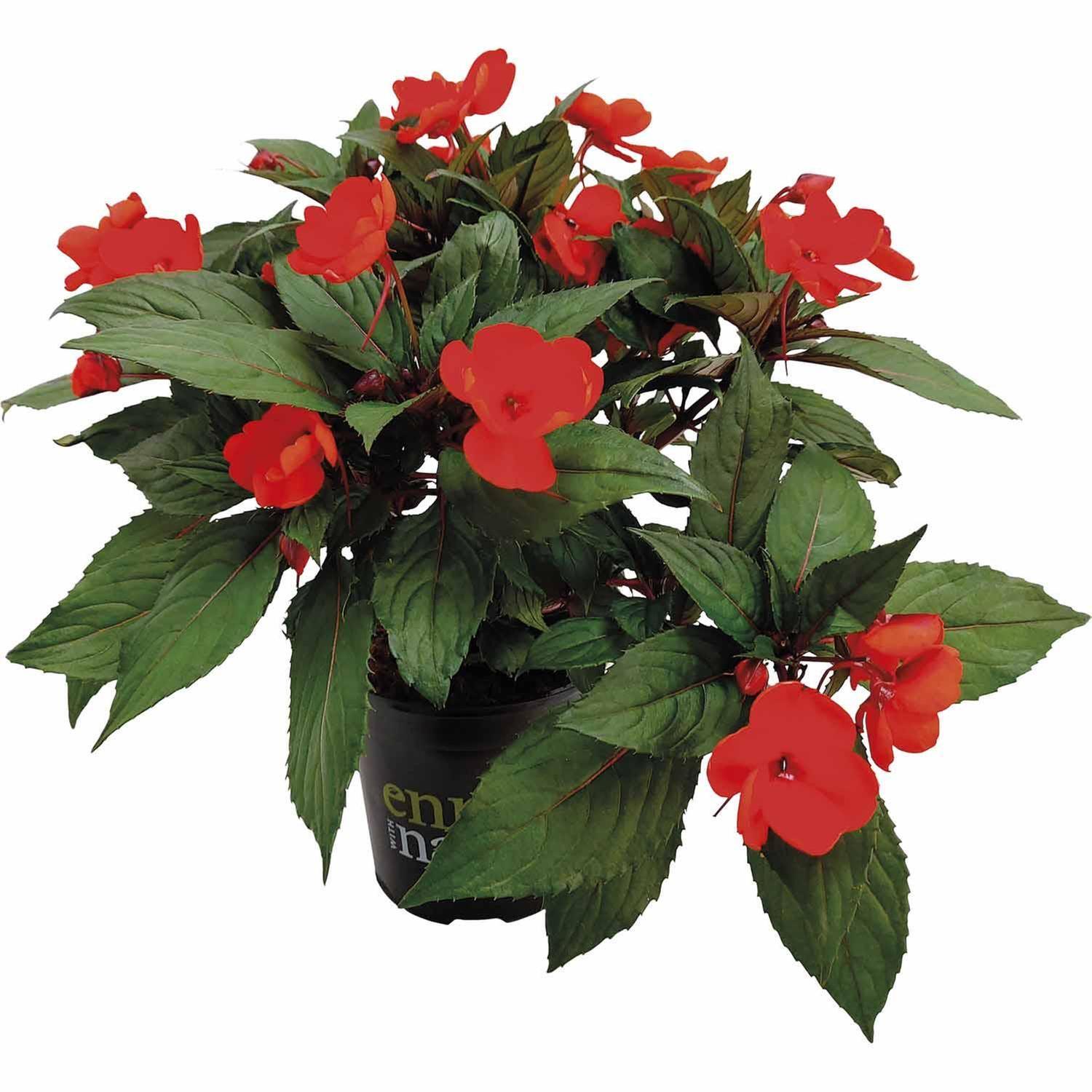 Impatiens Sun Harmony
