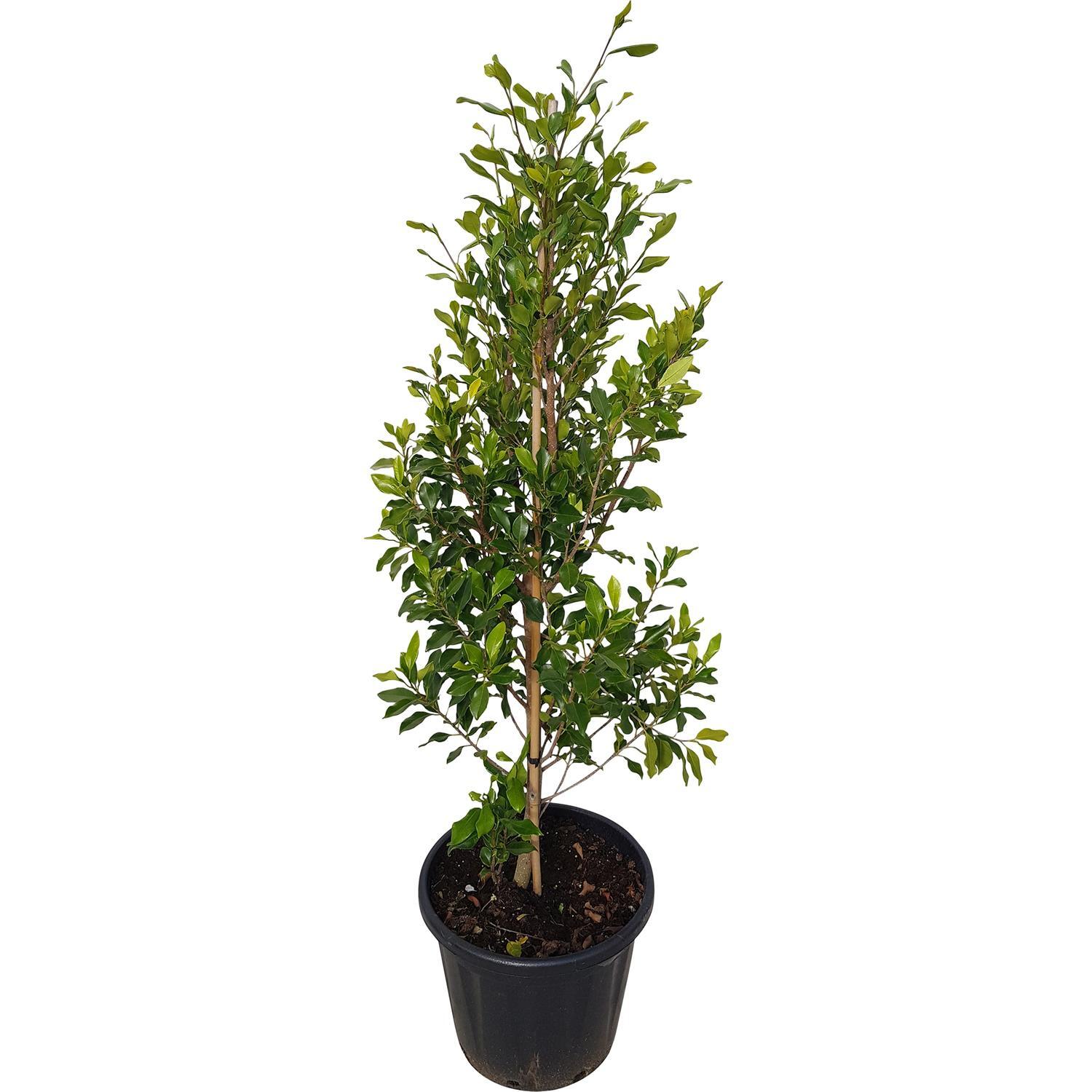 Ficus Tuffy