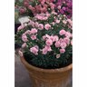 Dianthus  Candy Floss